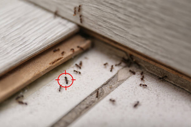 Professional Pest Control in Hughestown, PA